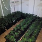 Imagen de plantas de marihuana localizadas por la Policiía Local.