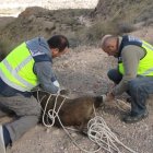 Los agentes, intentando inmovilizar al animal.