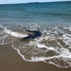 La tintorera, en la orilla de la playa de Vera, en una foto de Equinac.