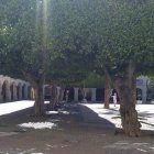 Imagen de los árboles de la Plaza Vieja incluida en la petición de Change.org.