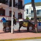 Dos burros en San José, esperan a sus dueños, dos turistas que han viajado desde Francia con sus burritos.