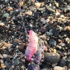 Fotografía de la carabela portuguesa tomada por Andrés Espín.