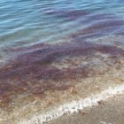 Banco de medusas en la orilla de las playas de Almerimar.