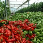 El veto ruso ha hecho que este país busque cubrir su demanda de alimentos con su propia producción.