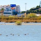 Salar de los Canos, lugar de anidación de aves y donde han sucedido los ataques.