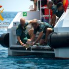 Momento de la suelta de una de las tortugas.