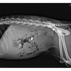 Radiografía donde se pueden apreciar los dos balines en el cuerpo del gato \'Nene\'.