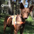 Pepita Banana ya se encuentra bien y busca alguien que la quiera adoptar.