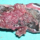 Imagen de un pescado infectado por el anisakis