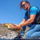 La tortuga Kika antes de ser reintroducida por segunda vez, en septiembre.