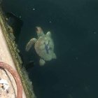 Imagen de la tortuga \'Kika\' cuando fue avistada en el puerto de Almerimar.