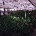 Imagen del cultivo descubierto en Almerimar.