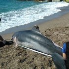 Dos miembros de Equinac junto a un delfín varado en Almería.