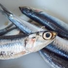 ¿Ves el gusanito blanco que le sale de la cabeza?