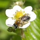 La pérdida de las colonias de abejas plantea un serio problema ecológico.
