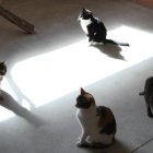 Se ponen en marcha medidas preventivas para evitar la masificación de gatos.