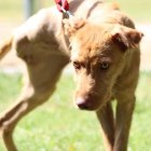 Princesa, la perra de ocho meses que busca un hogar.