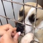 Imagen extraída del vídeo compartido en redes sociales.