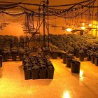 Plantación oculta en un restaurante.