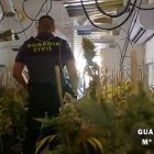 La Guardia Civil ha desmantelado una nueva plantación de marihuana.