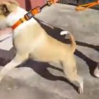Imagen extraída del vídeo compartido en redes sociales.