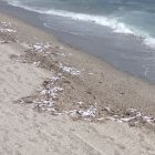 Hilera de peces muertos en la playa de Aguadulce. Foto: Manuel Martínez.