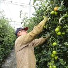 El tomate almeriense está soportando la dura rivalidad de terceros países.