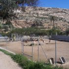 Animales en el parque.