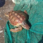 La tortuga ‘Kika’ descansa sobre una red tras ser recogida por pescadores.