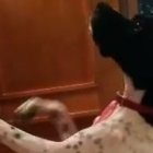 Pepa, una perrita de tres años, busca un hogar.