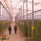 Uno de los invernaderos donde se detectaron más de 40.000 plantas de cannabis,