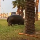 Captura de uno de los vídeos que circulan por redes sociales.