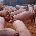 Imagen de archivo de una explotación porcina.