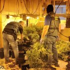 Los agentes retiran la plantación indoor descubierta en la operación.