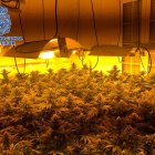 Cultivo indoor desmantelado por la Policía.