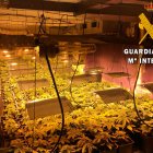 Cultivo de marihuana incautado / Comandancia de la Guardia Civil