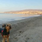 Un perro posa en la playa de El Zapillo en la capital.