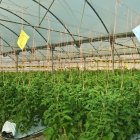 Imagen de archivo de un invernadero de la provincia de Almería.