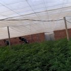 Una de las plantaciones descubiertas en Matagorda.