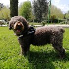 Imagen de Marley, compartida por la Guardia Civil en su cuenta de Twitter.