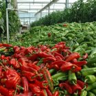Pimientos amontonados en un invernadero de la provincia.