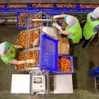 Trabajadores manipulan tomates del campo almeriense.