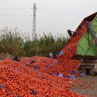 Imagen de archivo de un camión volcando en el suelo un contenedor cargado de tomates.