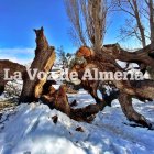 La encina del Marchal, destrozada tras la nevada caída estos días.