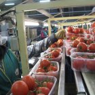 Una mujer trabaja en el envasado de tomates.