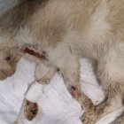 Algunos de los gatos fueron atendidos en una clínica veterinaria, pero solo uno pudo salvarse.