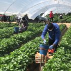 Empieza a escasear la mano de obra en el sector agrícola