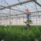 Interior de un invernadero.