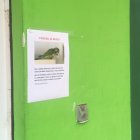 Parchita es una cotorra argentina que vive en los alrededores de la calle de La Reina y que se ha perdido en estos tiempos tan inciertos.