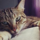 Imagen de archivo de un gato.